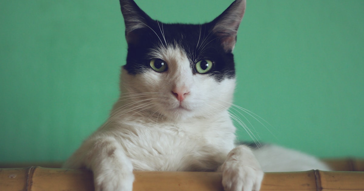 Your Pet Adoption Checklist: Home Prep, Supplies and the First Vet Visit