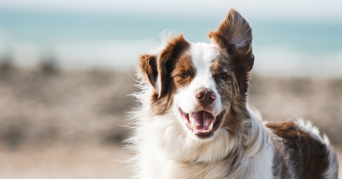 Where to Adopt a Pet in India: Trusted Rescues and What to Expect