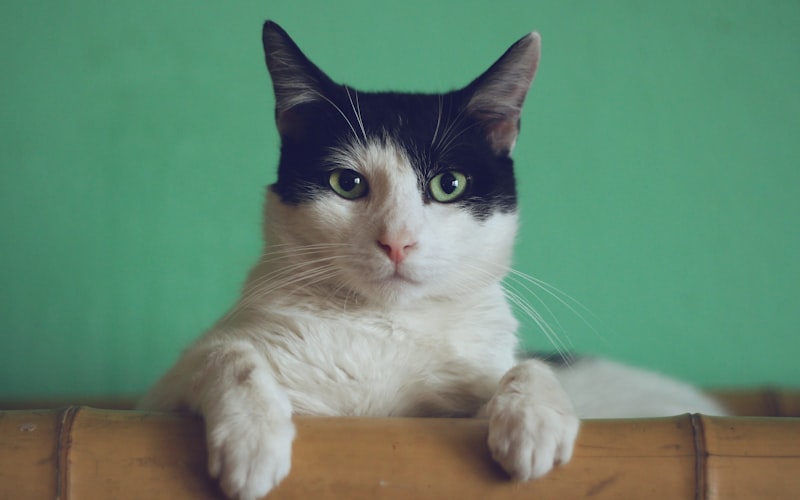 General