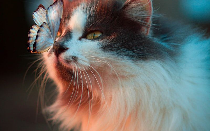 Indian Spitz