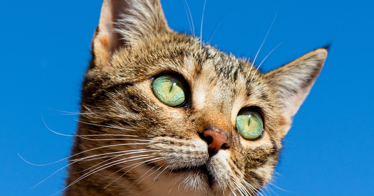 Pet Name Ideas: 100+ Names by Breed, Personality and Theme