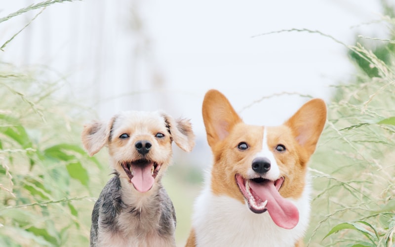 Training & Behavior