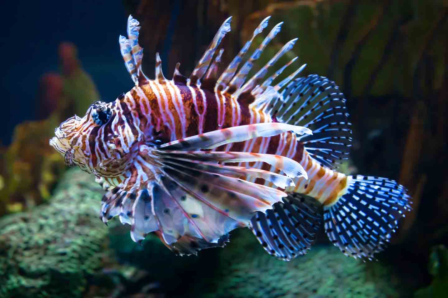 Saltwater Fish