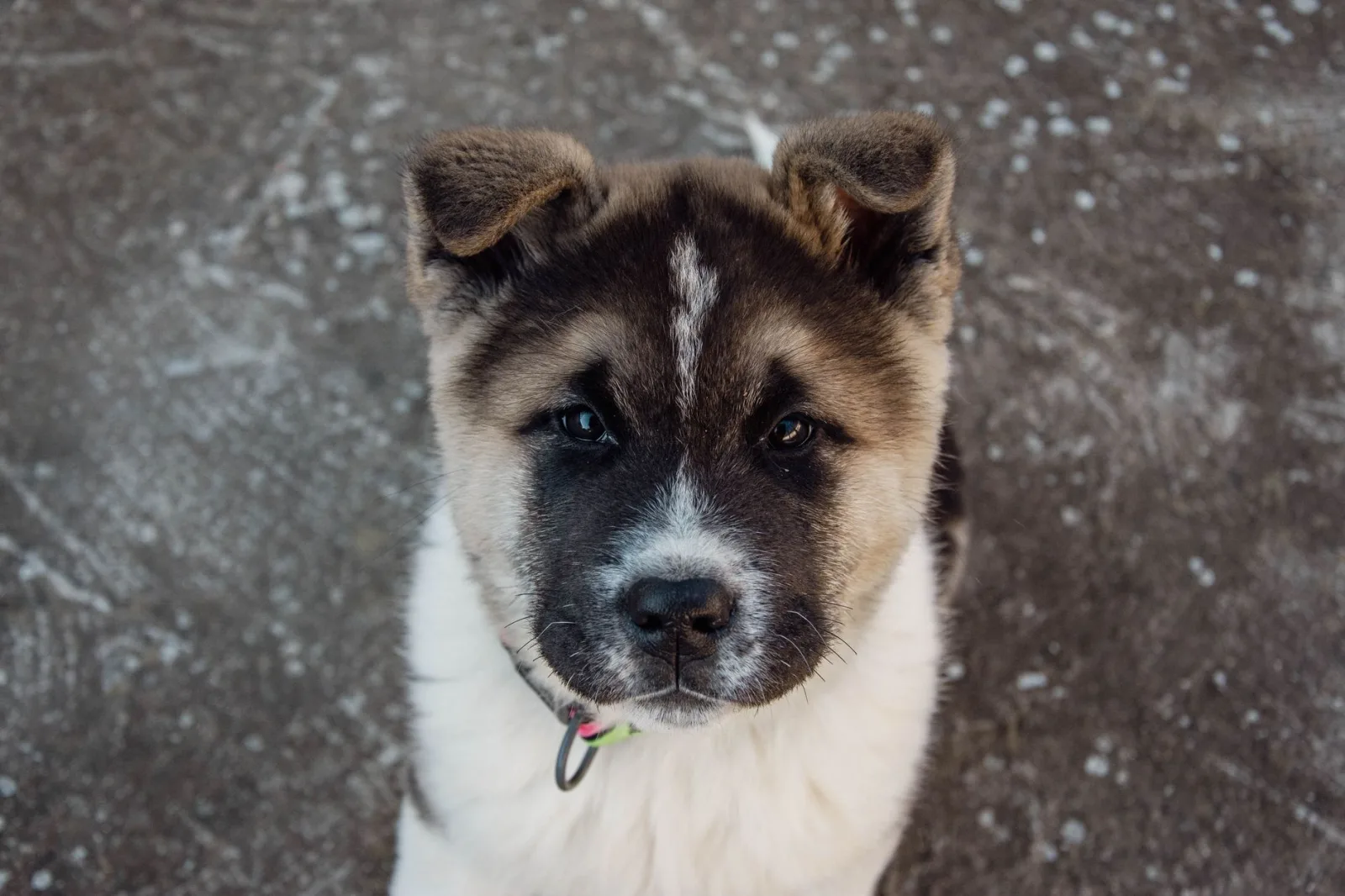Akita 1