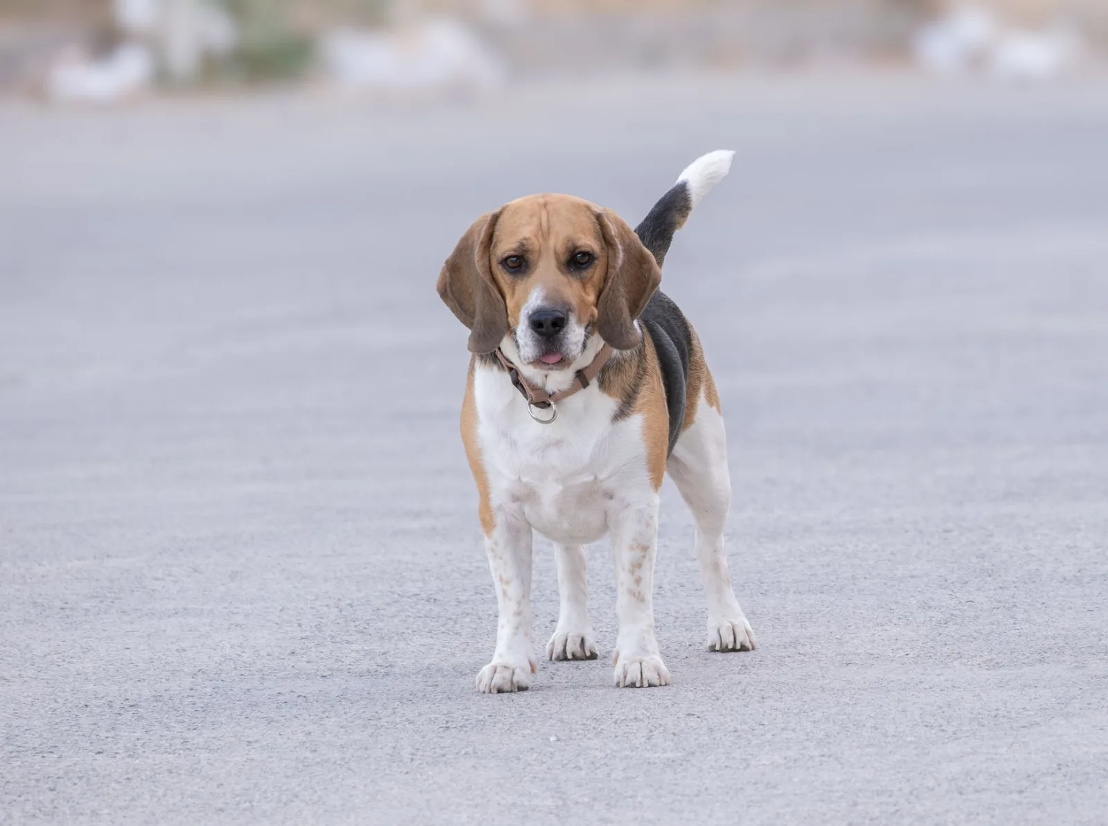 Beagle 3