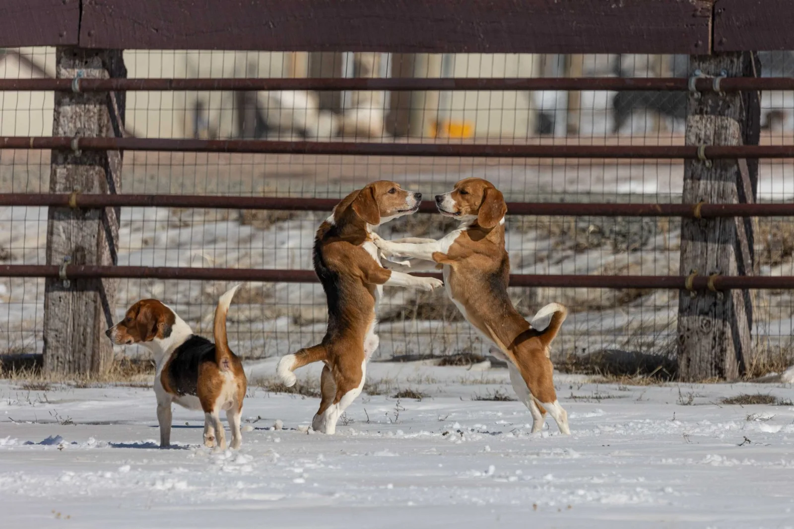 Beagle 4