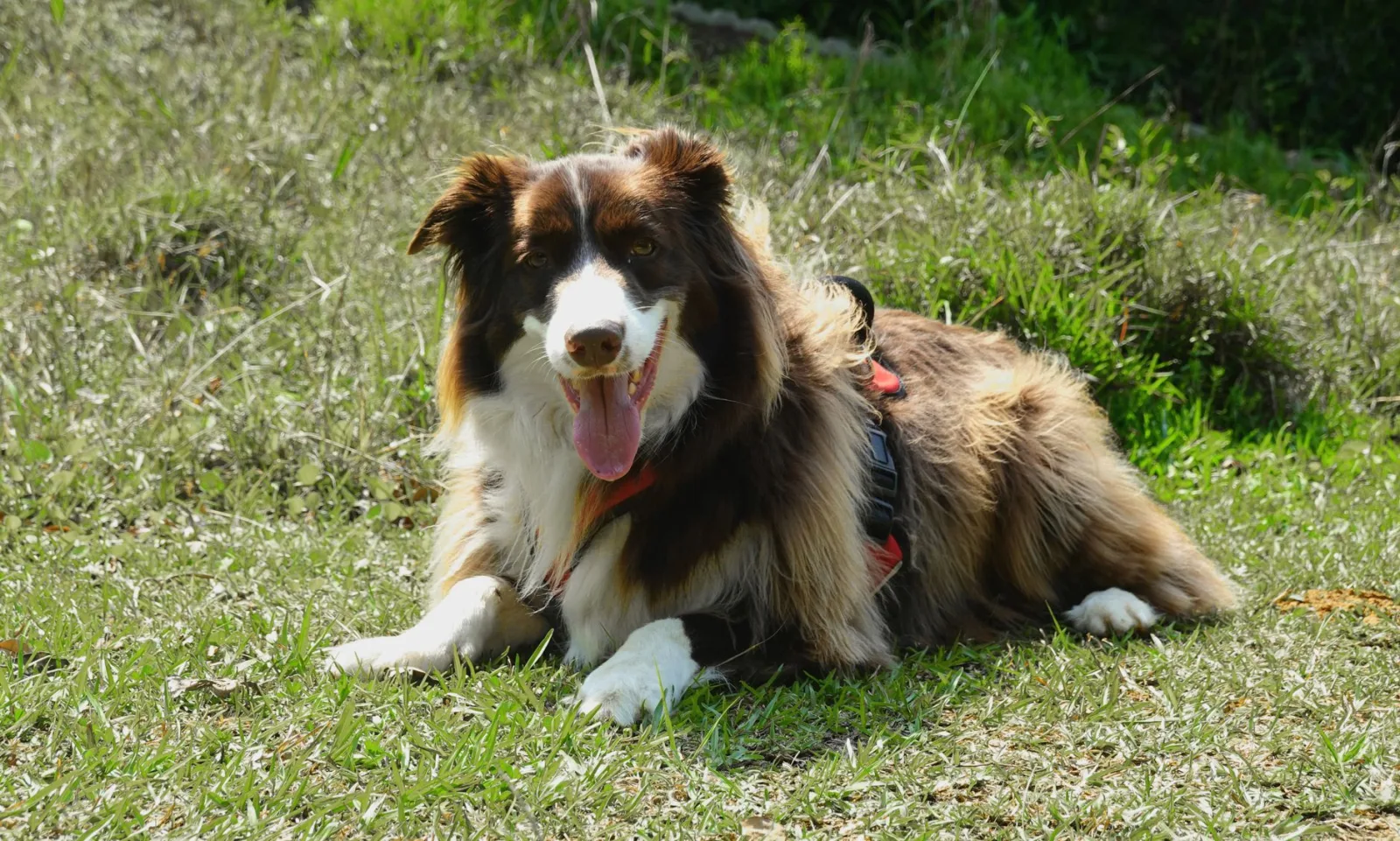 Daily Wellness Habits Every Pet Parent Should Know