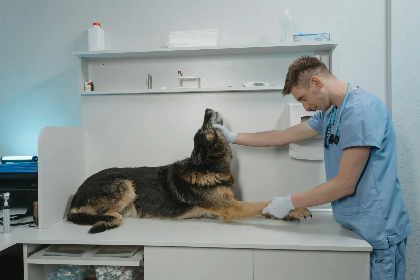When to Call the Vet vs. Wait It Out