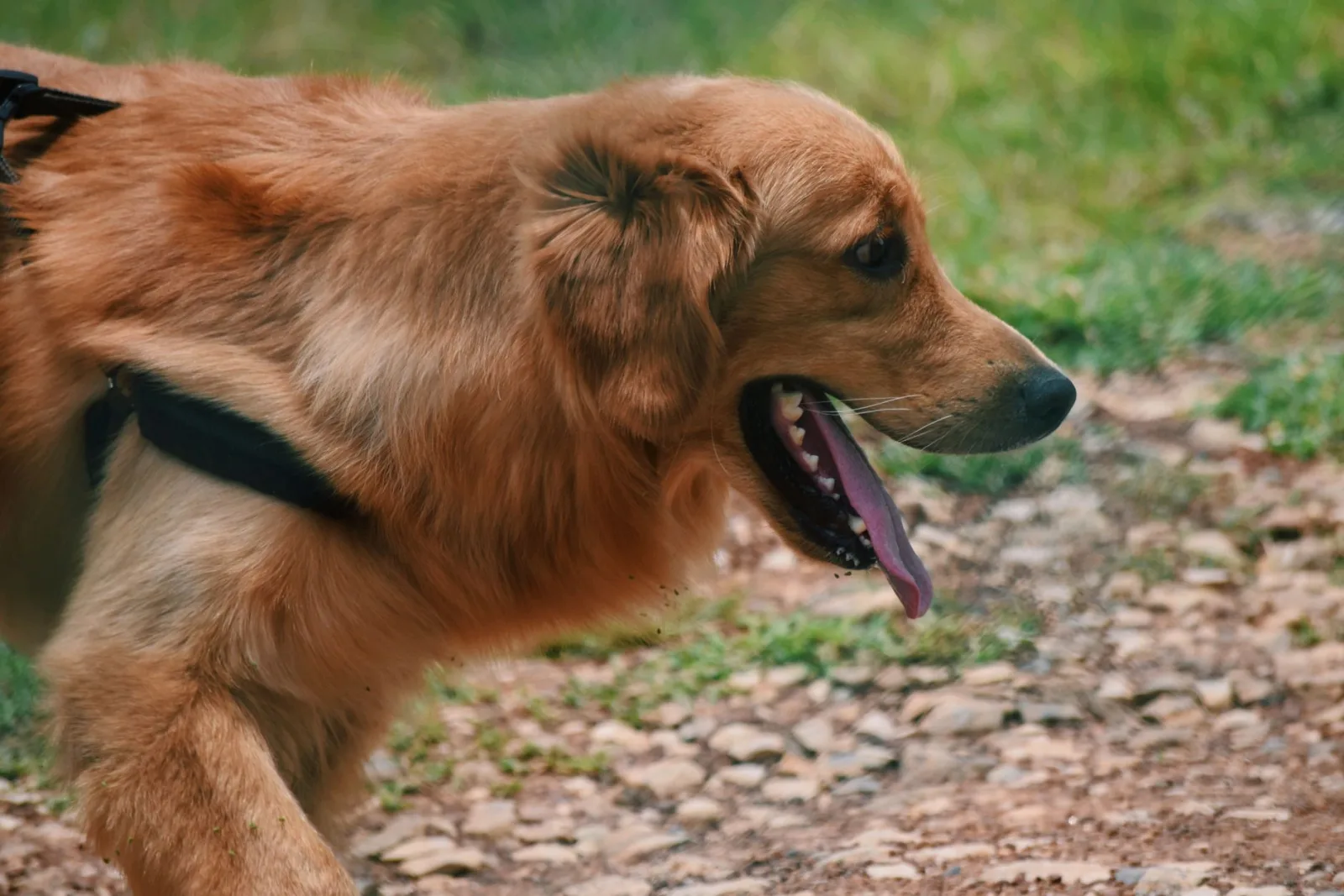 Heatstroke in Dogs: Recognition, First Aid, and When to Rush to the Vet