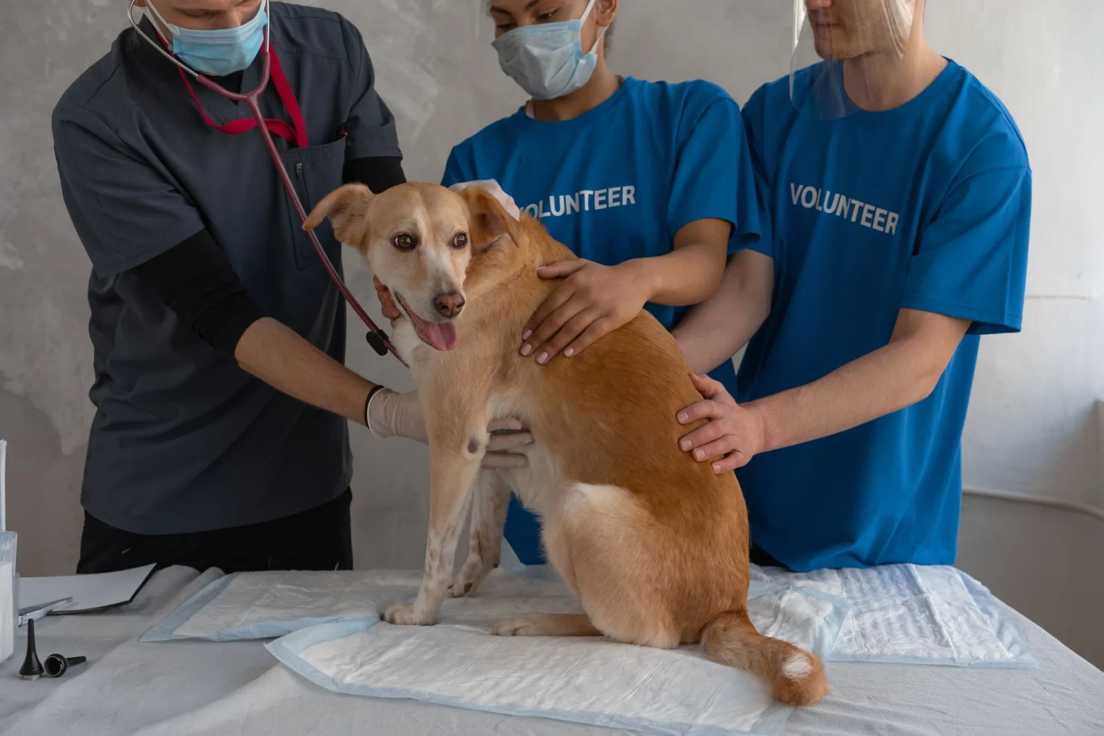CPR for Pets: A Step-by-Step Guide Every Owner Should Know
