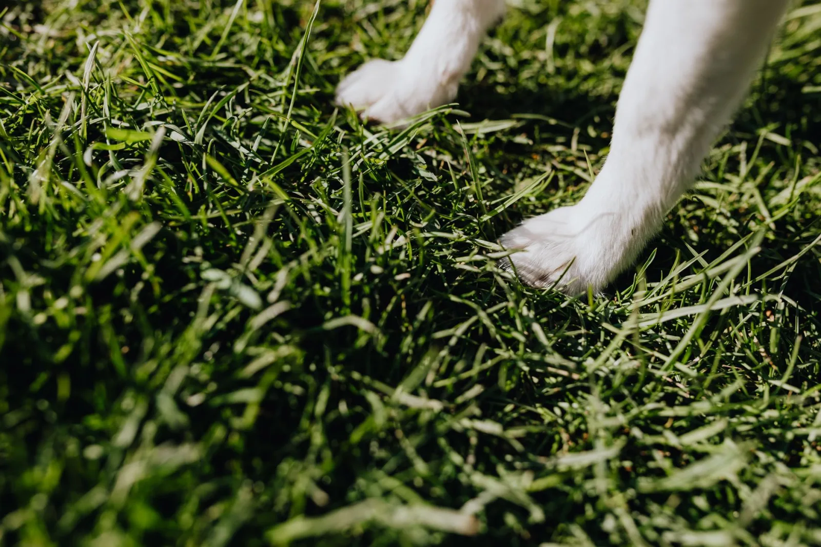 Snake Bite First Aid for Dogs in India: What to Do Before the Vet