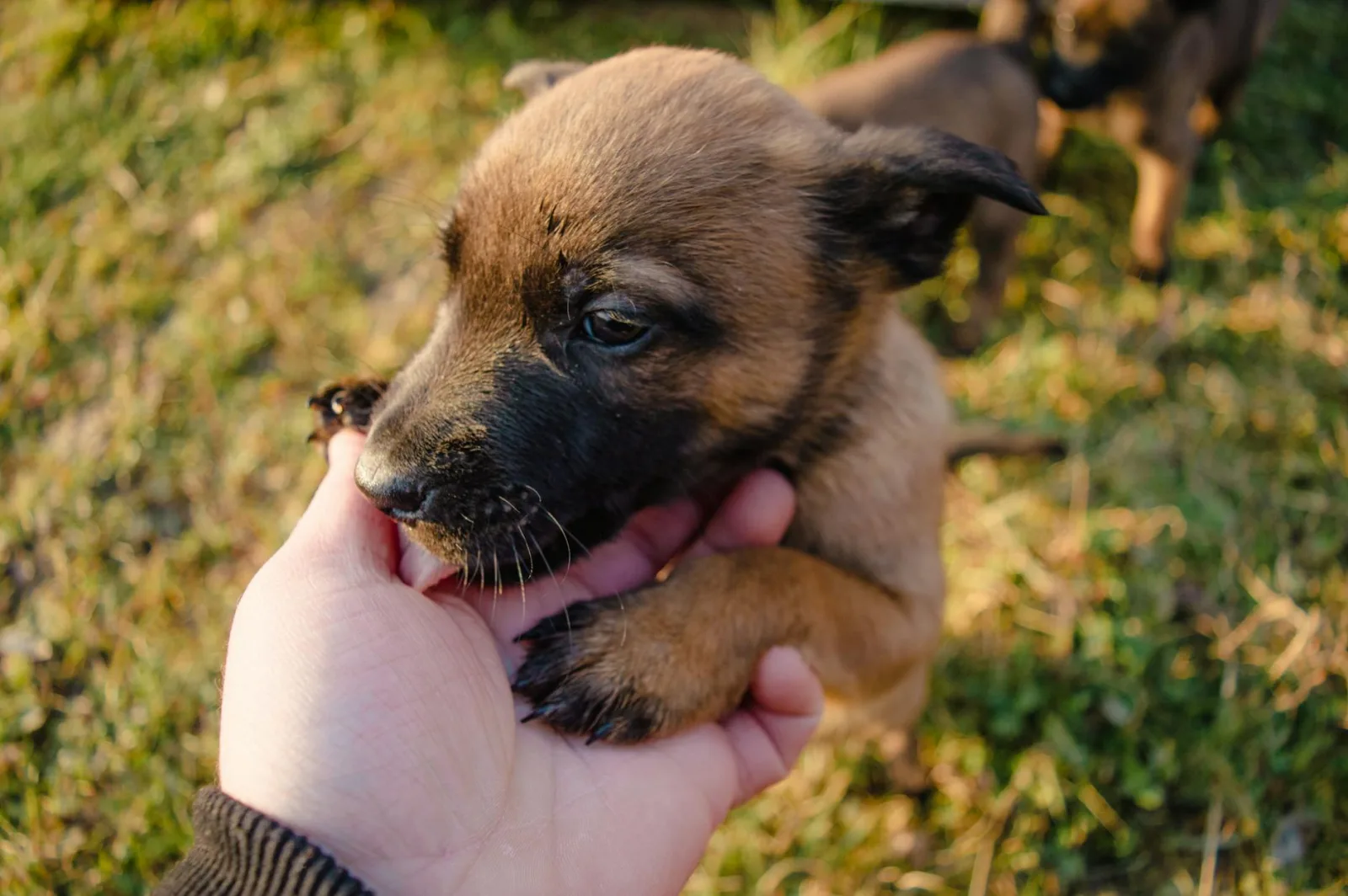 Belgian Malinois