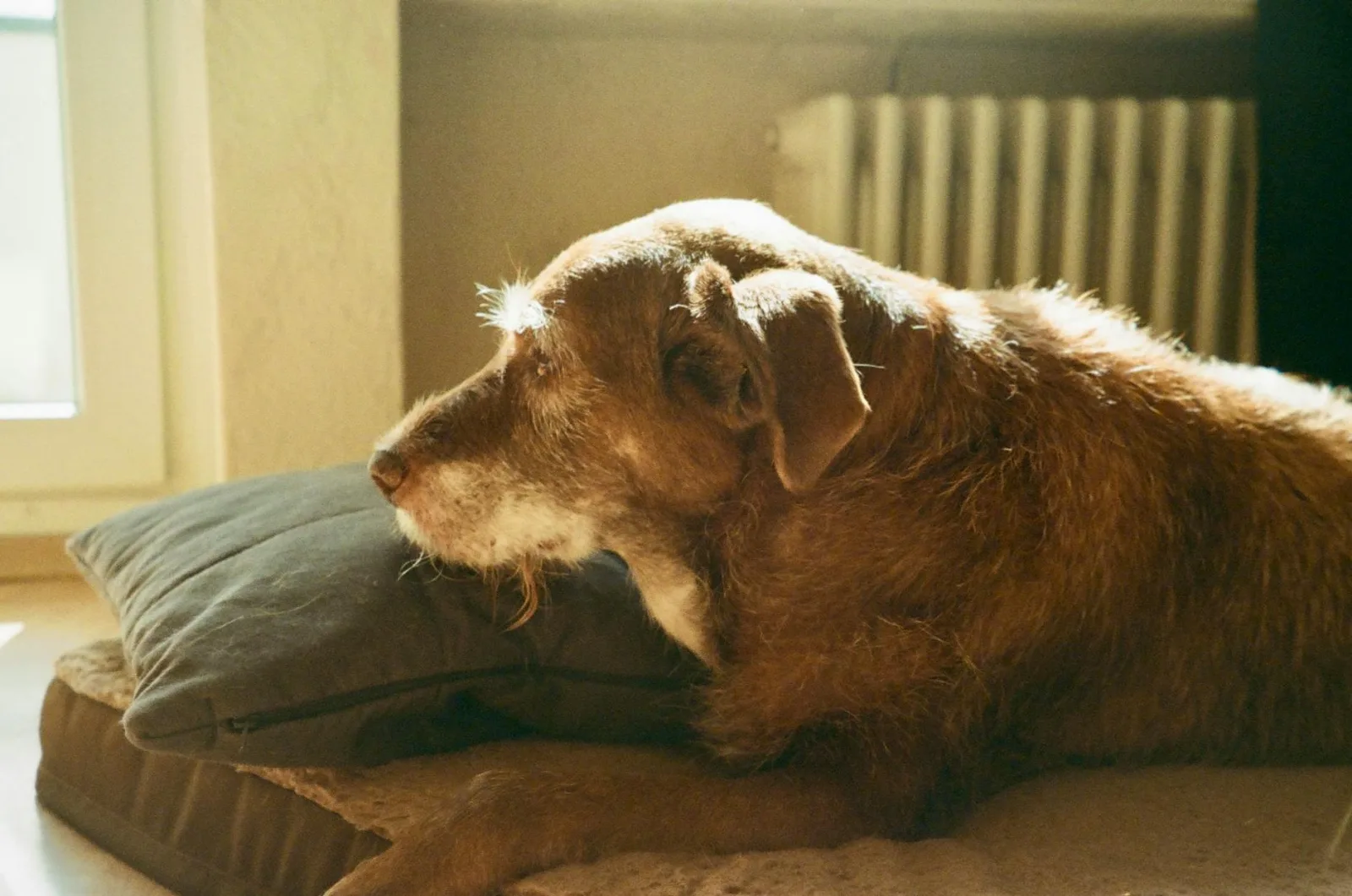 Canine Diabetes: Signs, Treatment, and Living With a Diabetic Dog