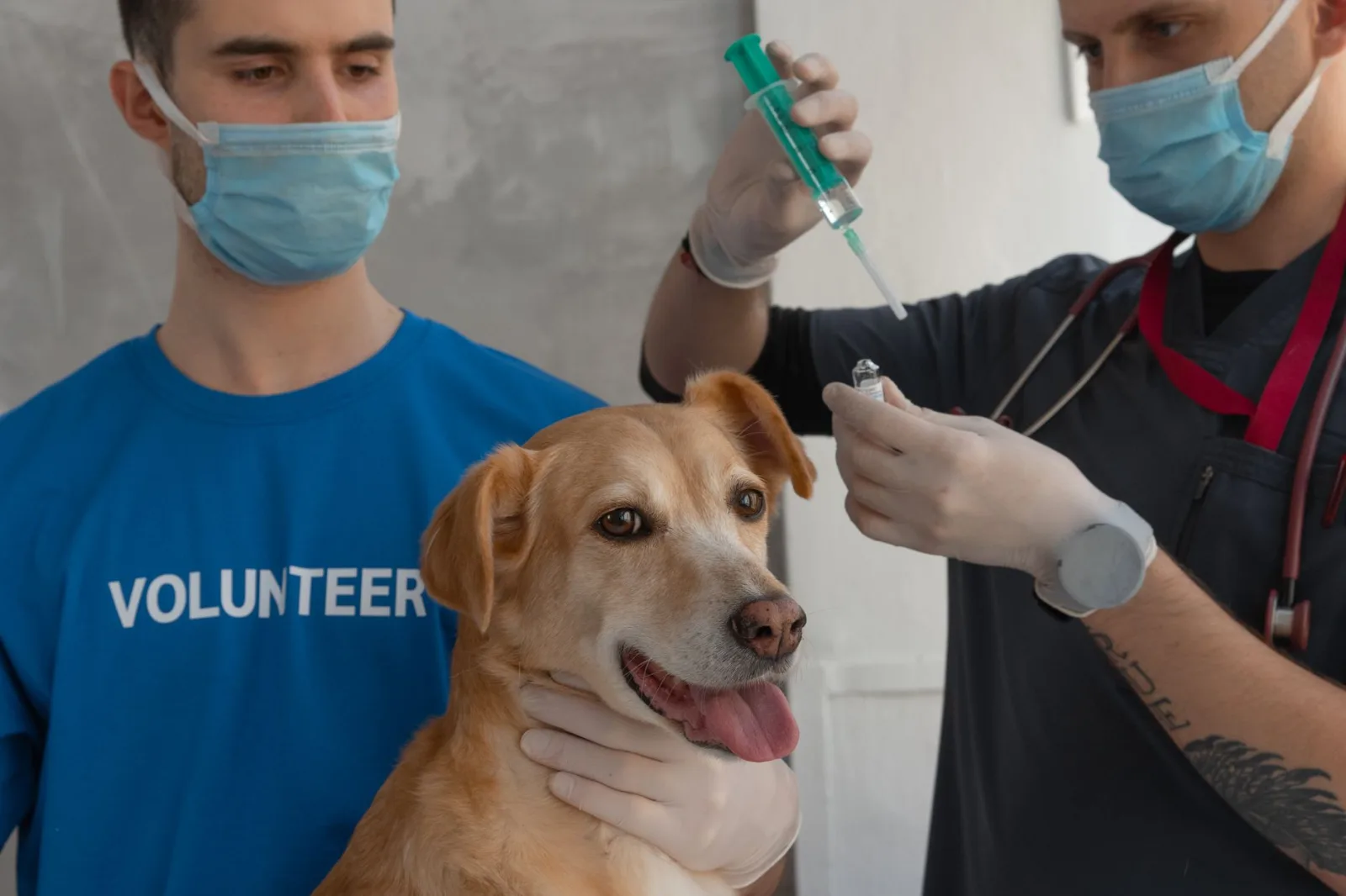 Parvovirus in Puppies: Why Vaccination Timing Matters