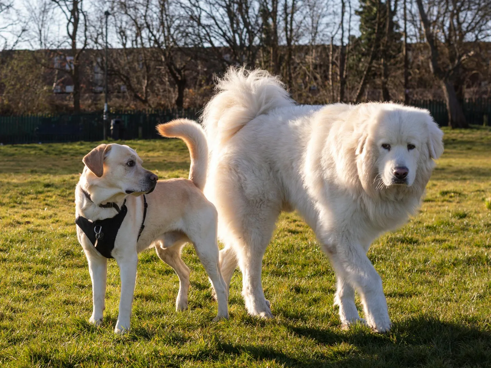Hip Dysplasia in Large Breeds: Prevention, Surgery, and Daily Management