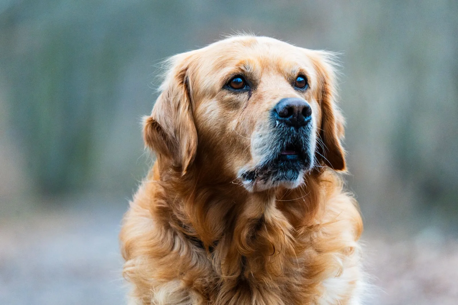Recognising Cancer in Pets: The Warning Signs Most Owners Miss