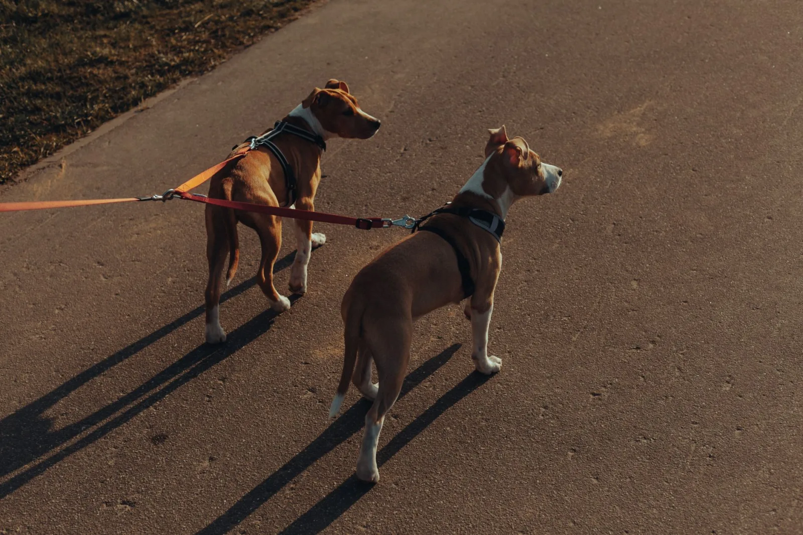 Leash Training That Actually Sticks