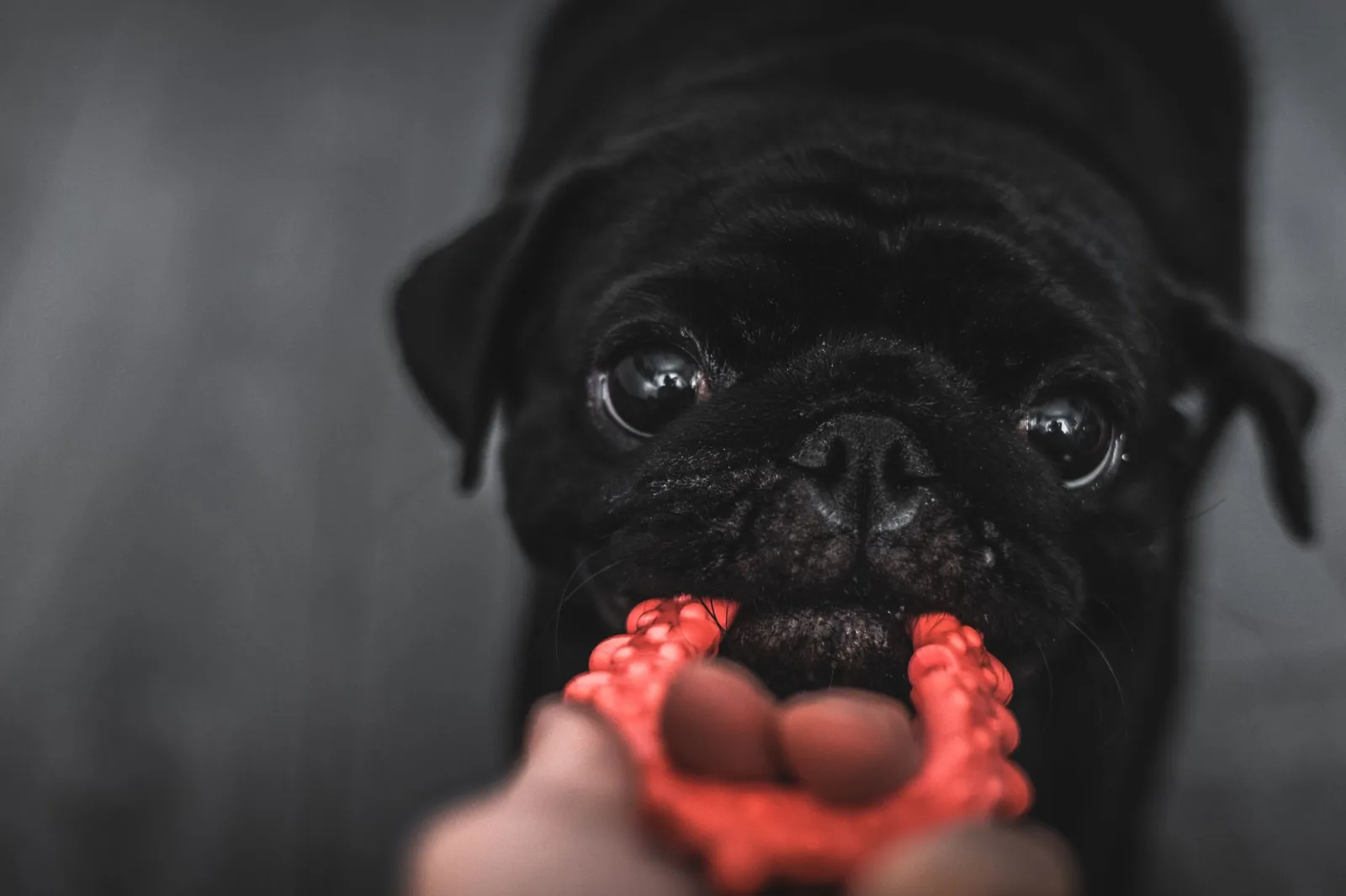 Tug, Fetch, and Other Games That Build Trust