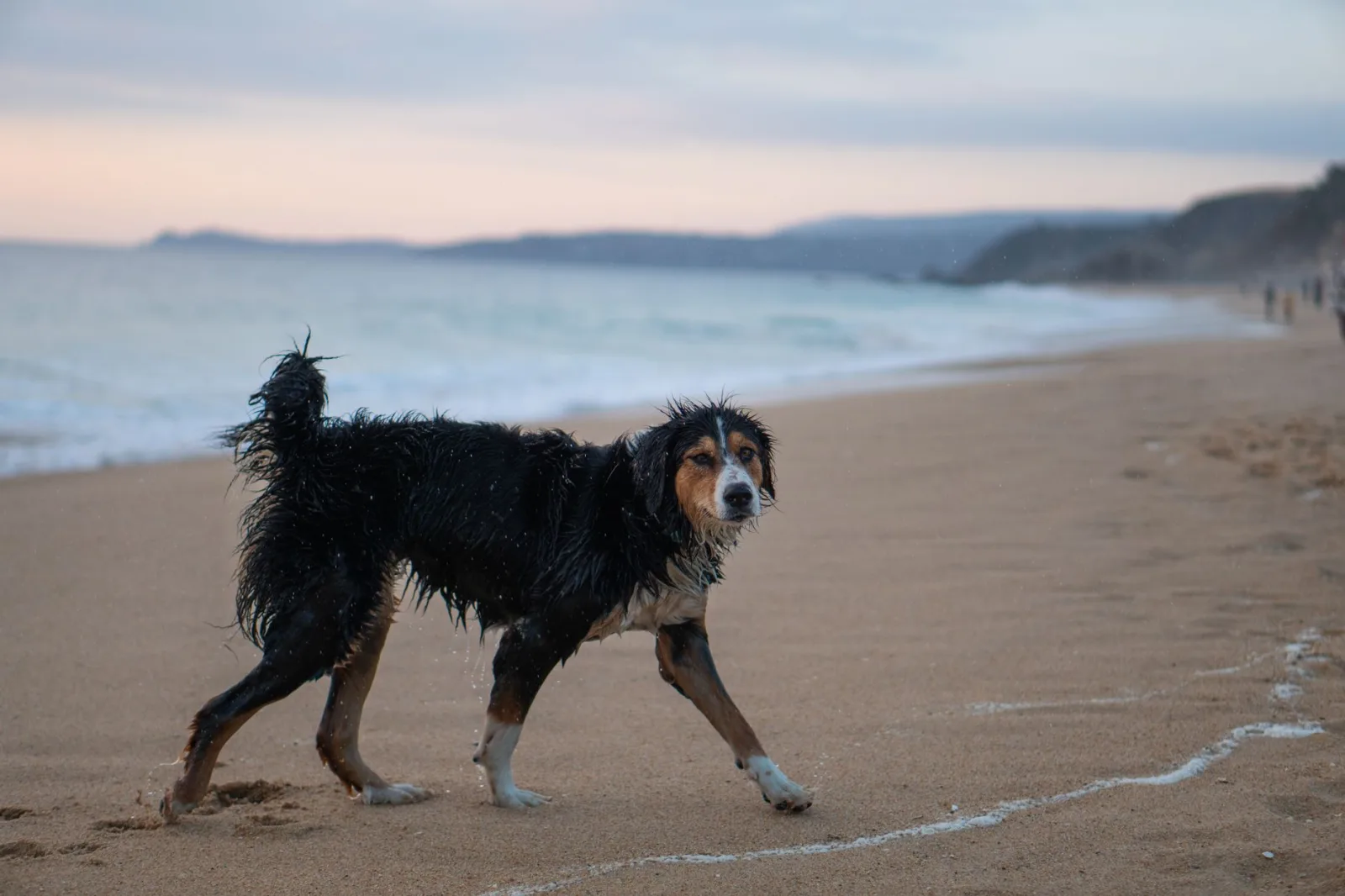 Bernese Mountain Dog 3