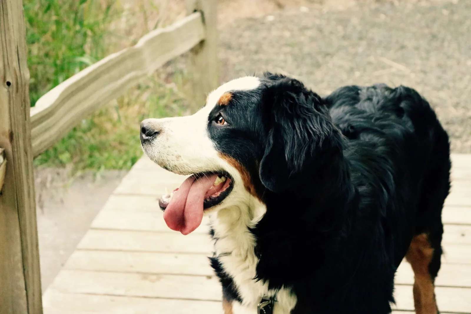 Bernese Mountain Dog 5