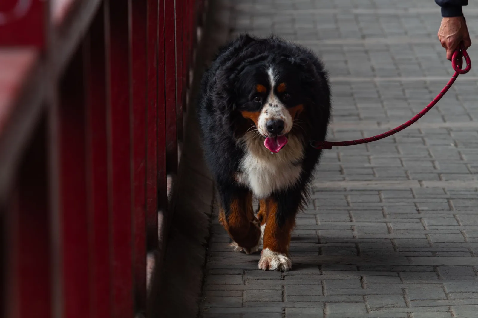 Bernese Mountain Dog 9