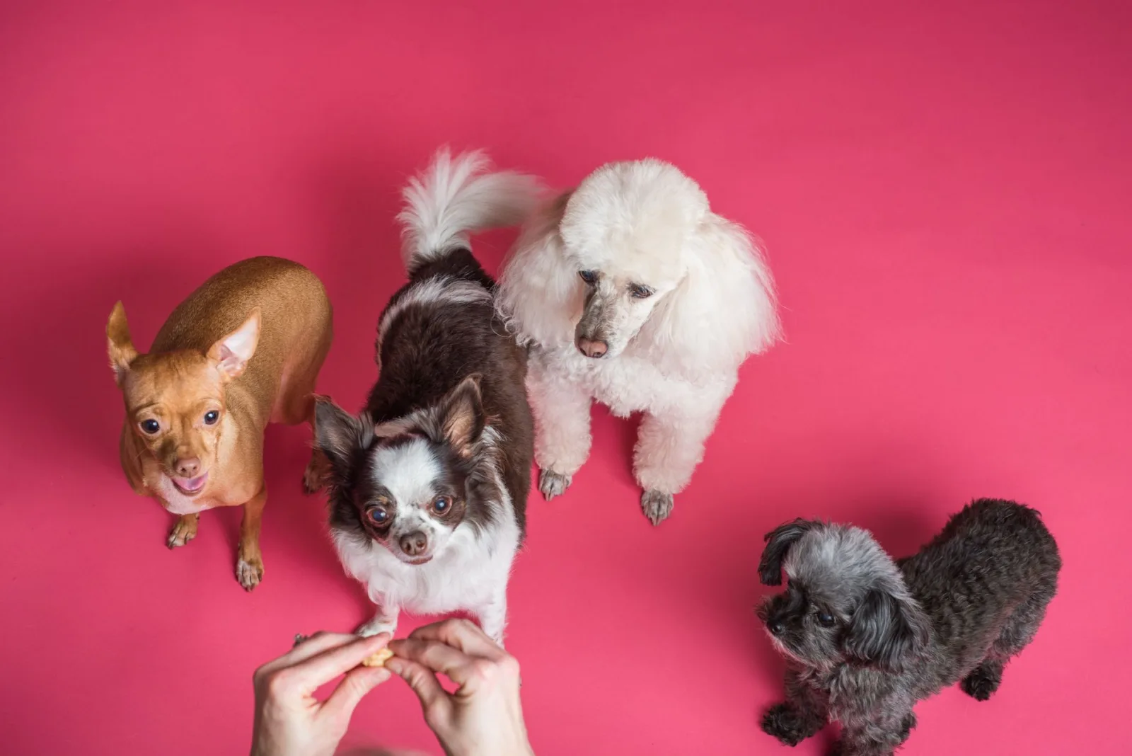 Choosing the Right Treats for Training