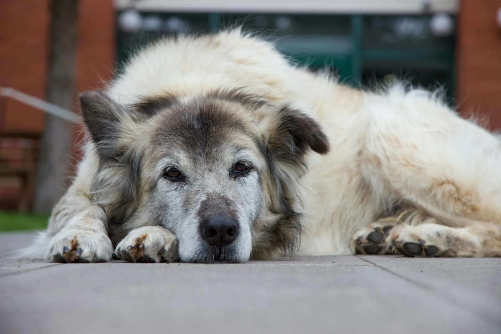 Canine Cognitive Dysfunction: Spotting "Doggy Dementia"