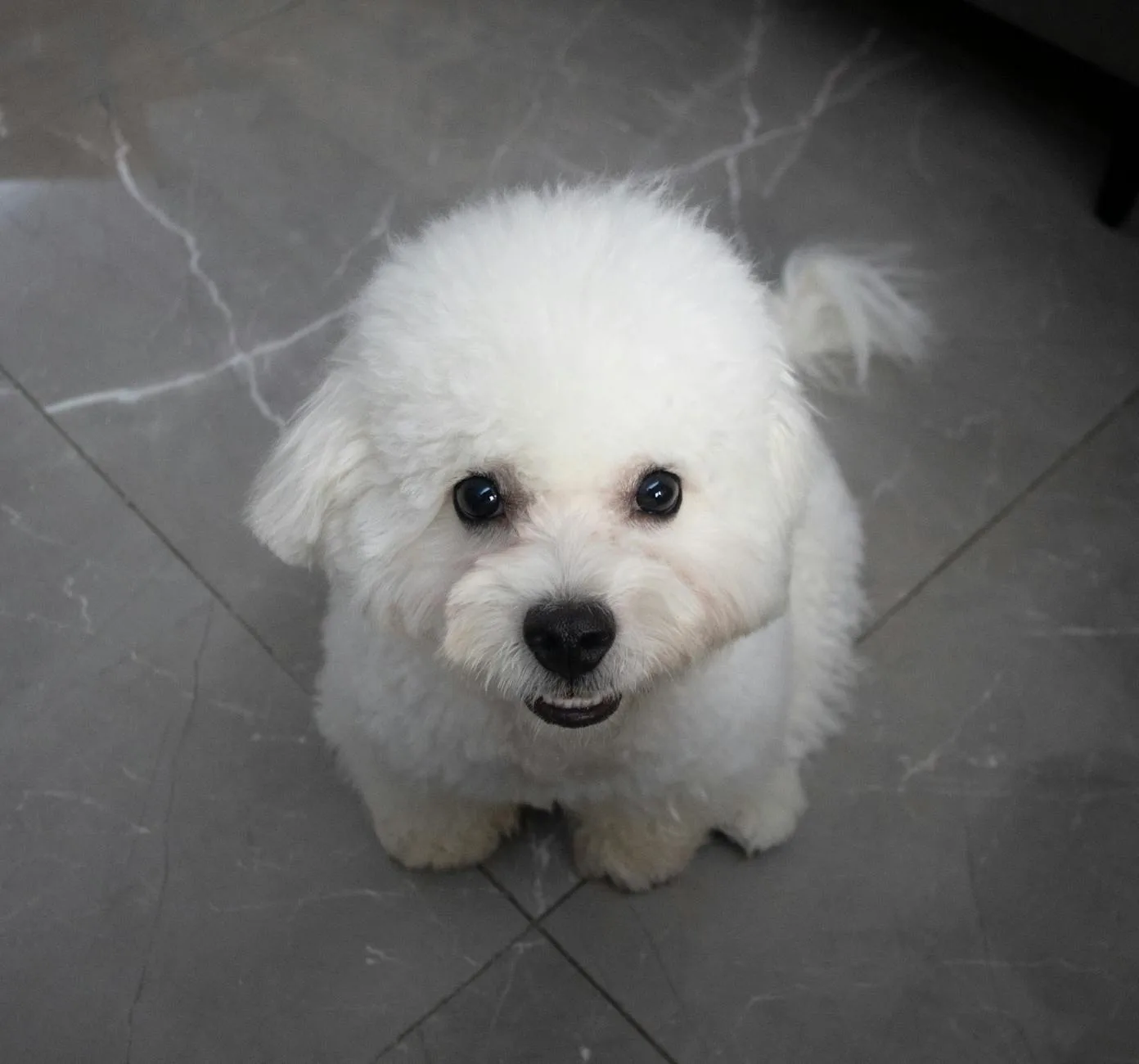Bichon Frise