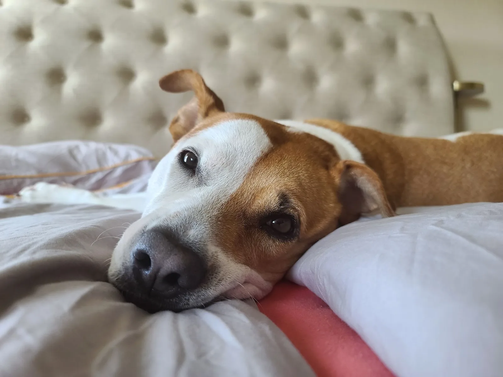 Hospice and Palliative Care for Pets: Making the Last Months Comfortable