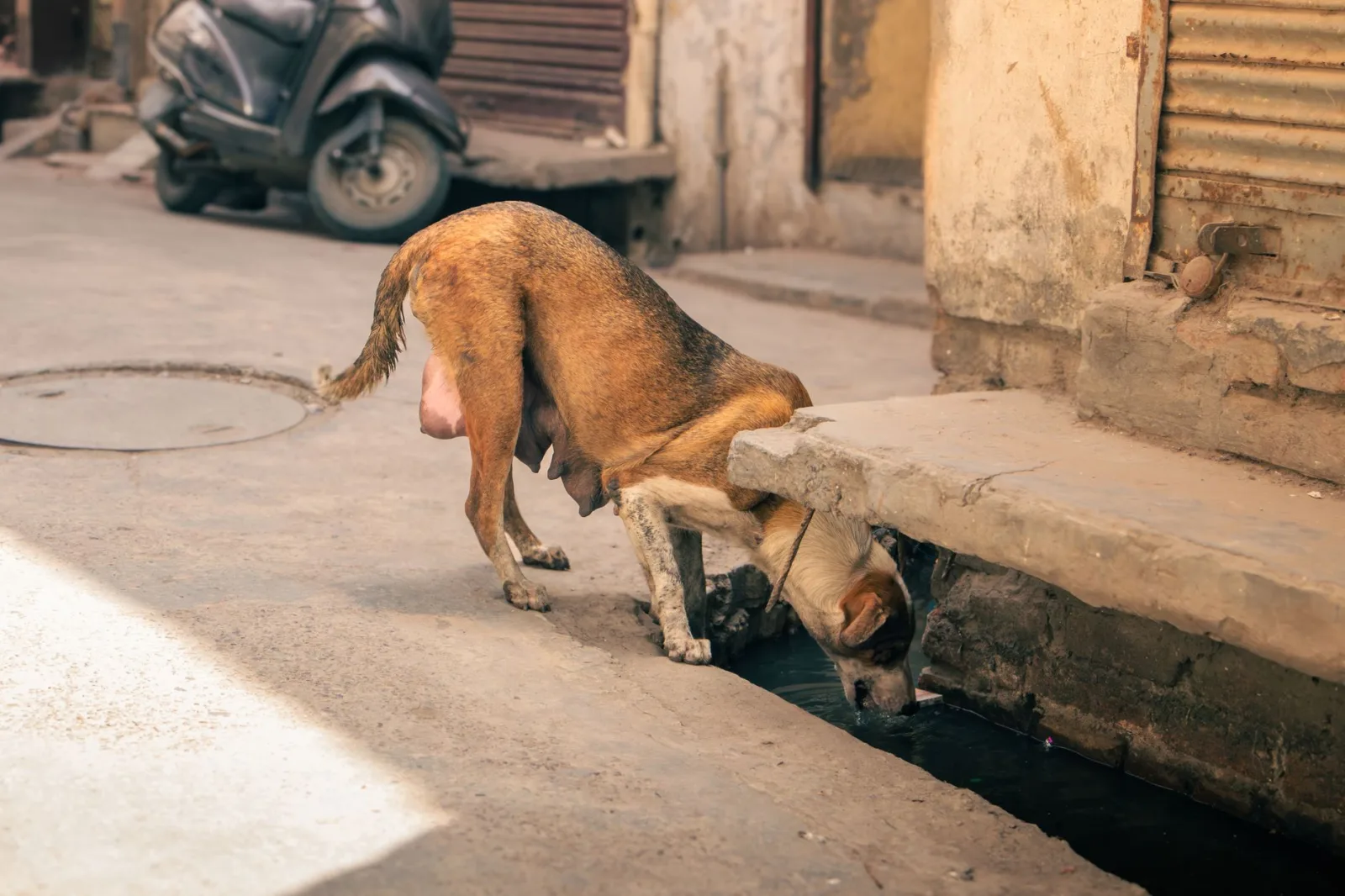 Surviving the Indian Summer: Heat Safety for Dogs in Tier-1 Cities