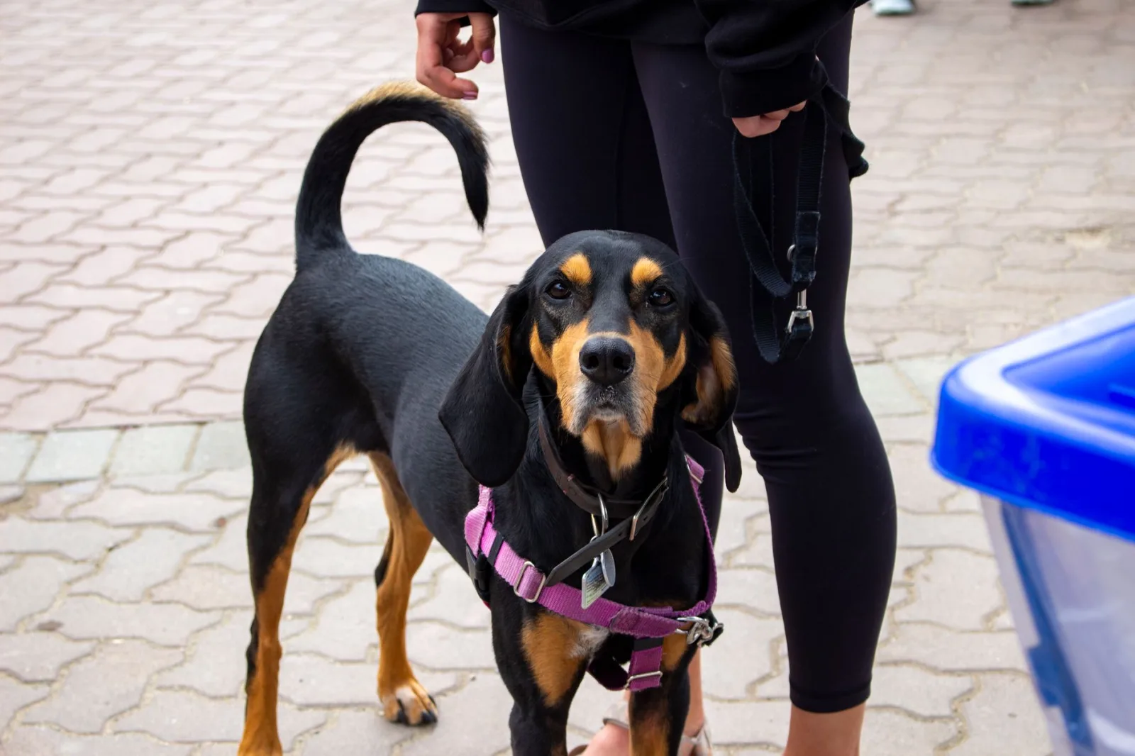 Bloodhound