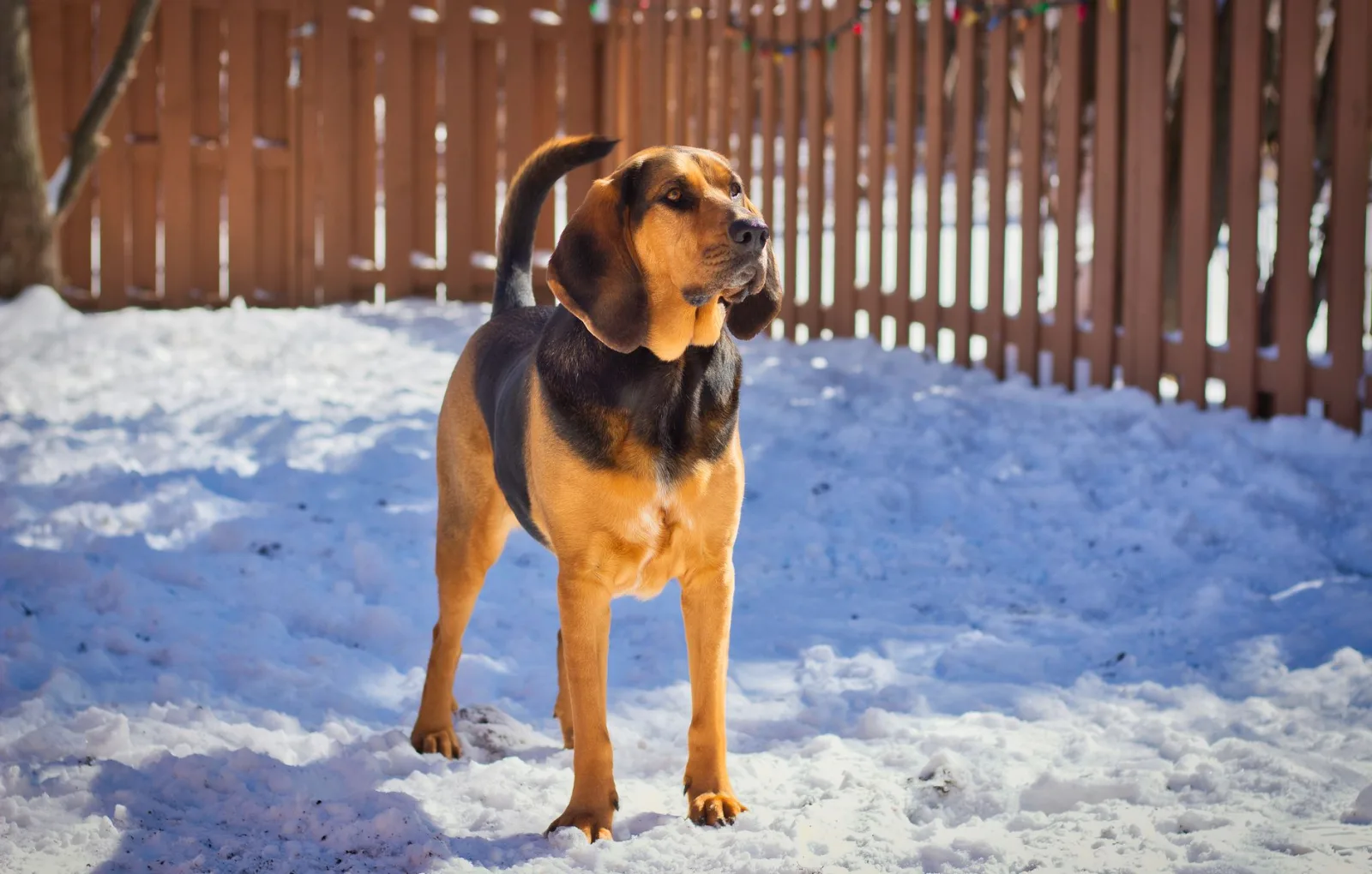 Bloodhound 2
