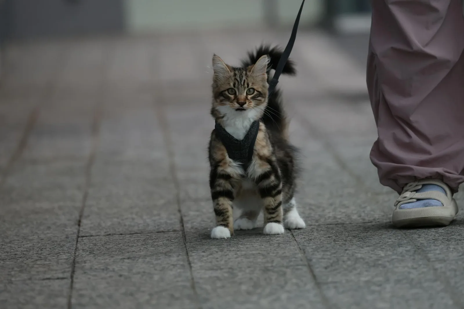 Outdoor Adventures With Indoor Cats