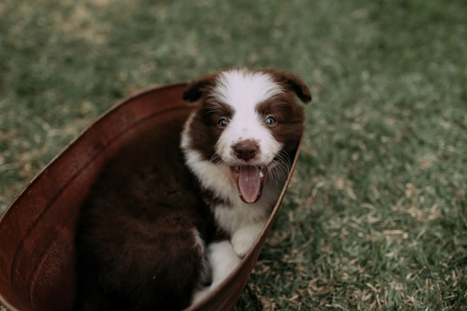 Border Collie