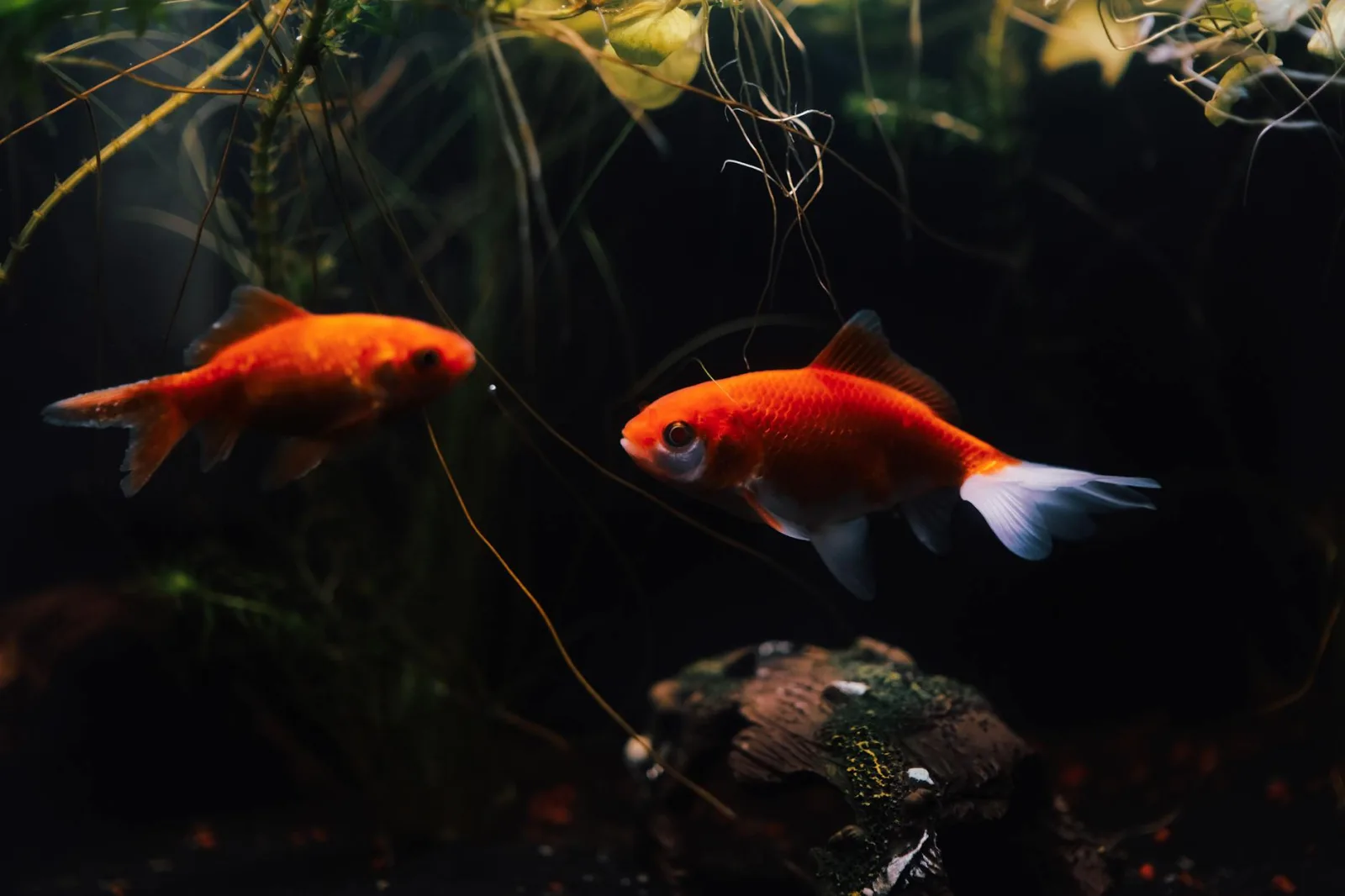 Goldfish Tank Setup From Scratch
