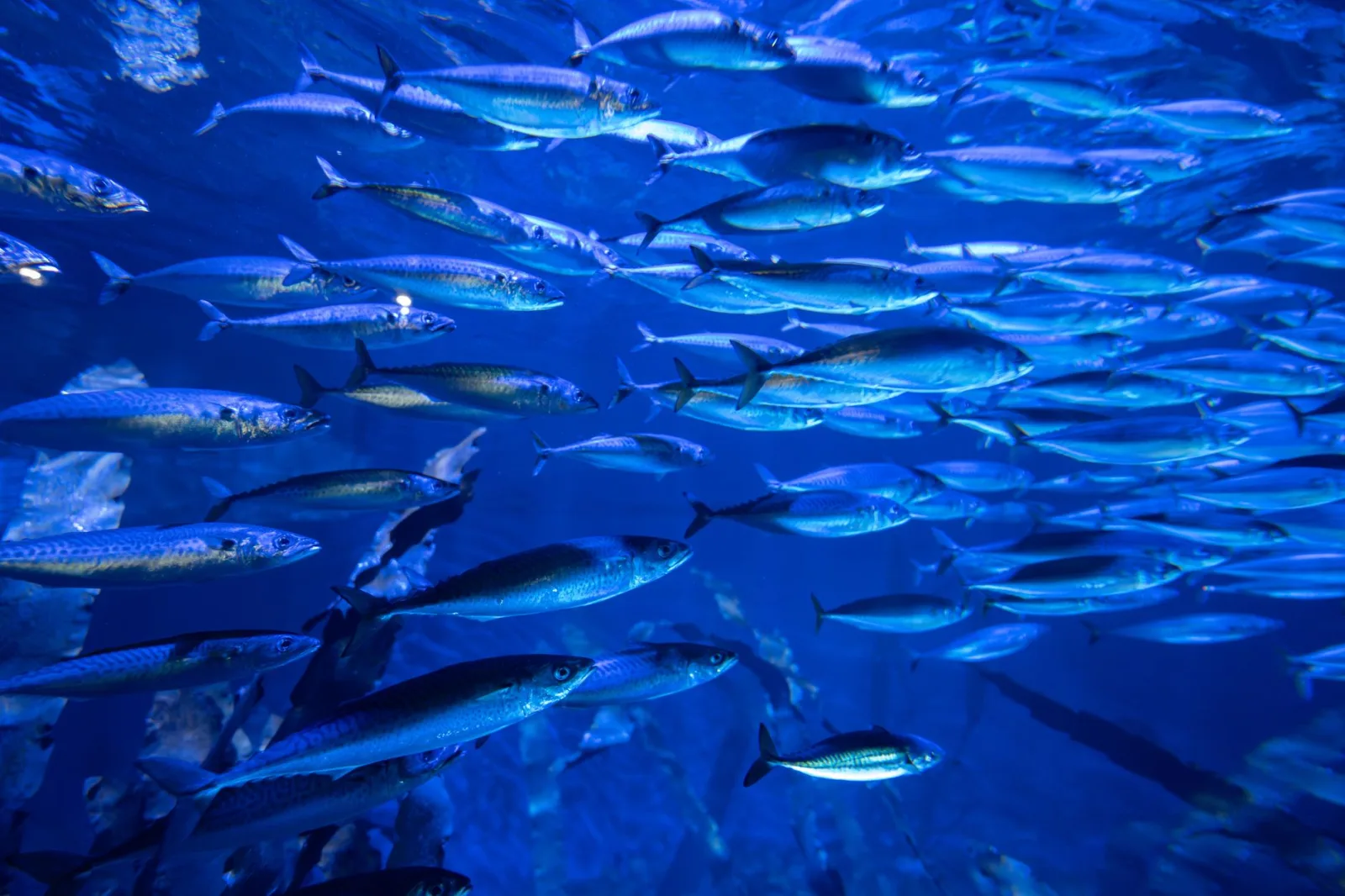 Aquarium Fish Nutrition Made Simple