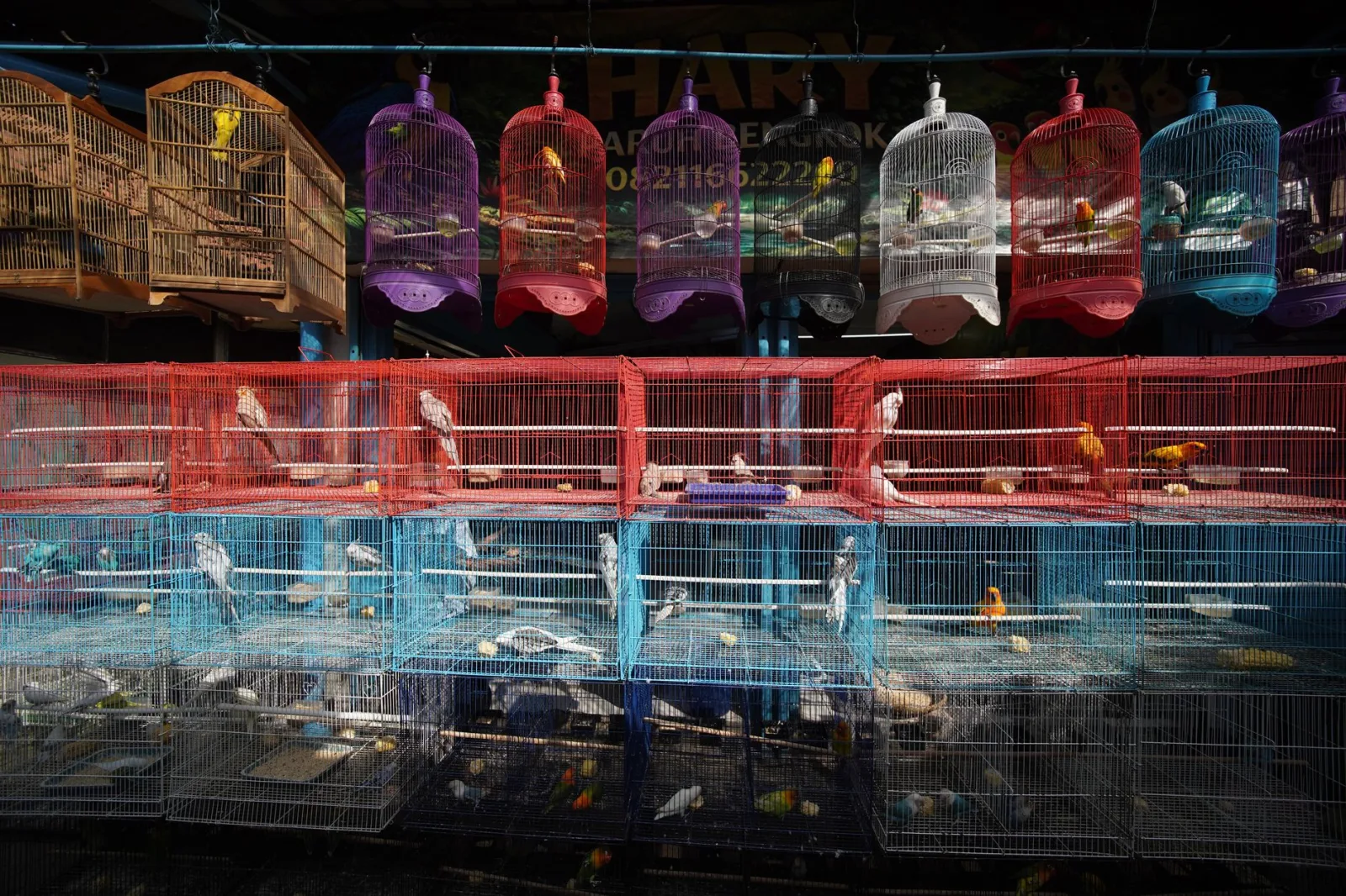 Bringing Home Your First Pet Bird