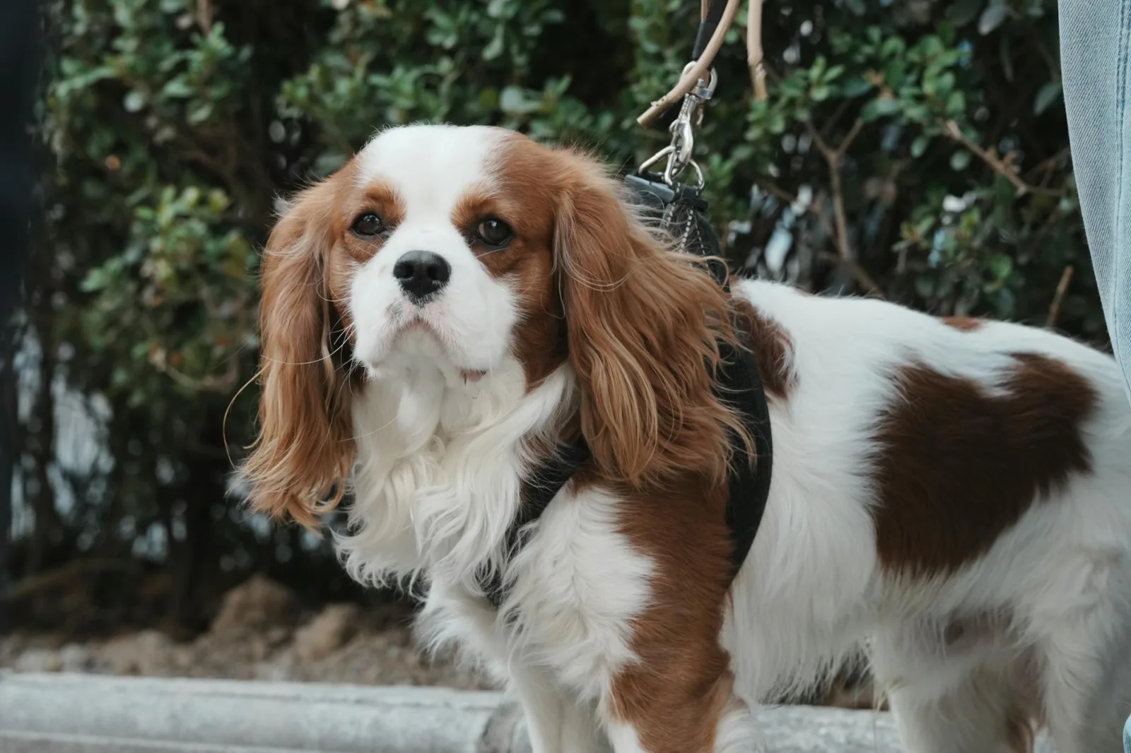 Cavalier King Charles Spaniel 2