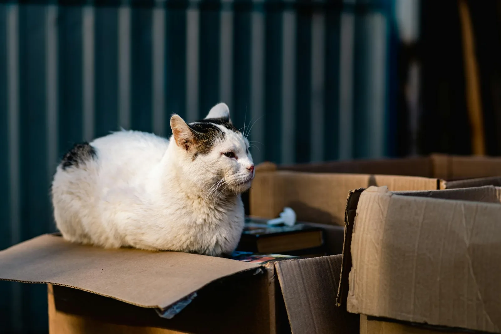 How to Read a Cat Food Label