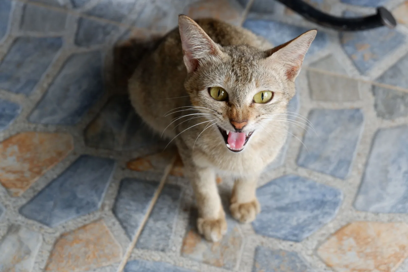 Why Is My Cat Aggressive? Understanding Cat Aggression