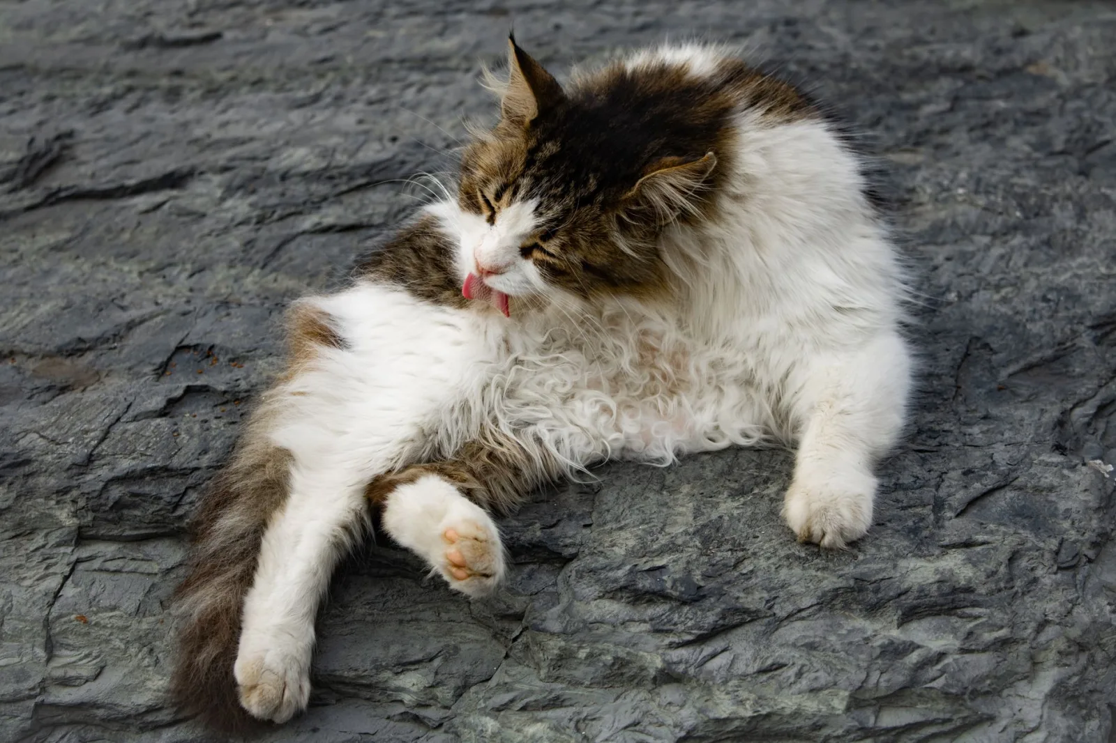 Flea & Tick Control for Cats: Why Dog Products Can Be Fatal
