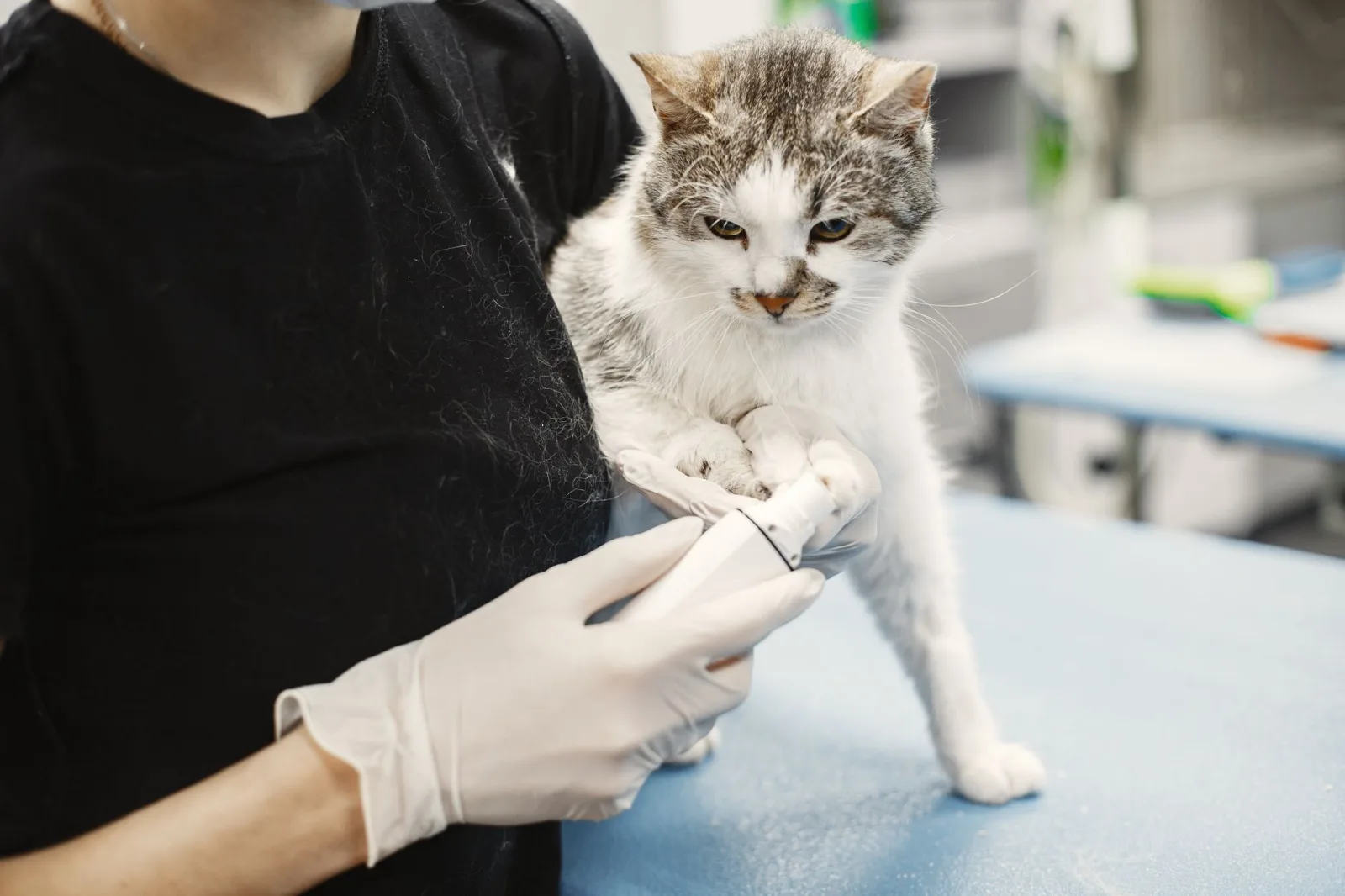 Choosing a Vet-Approved Flea Preventive for Your Cat