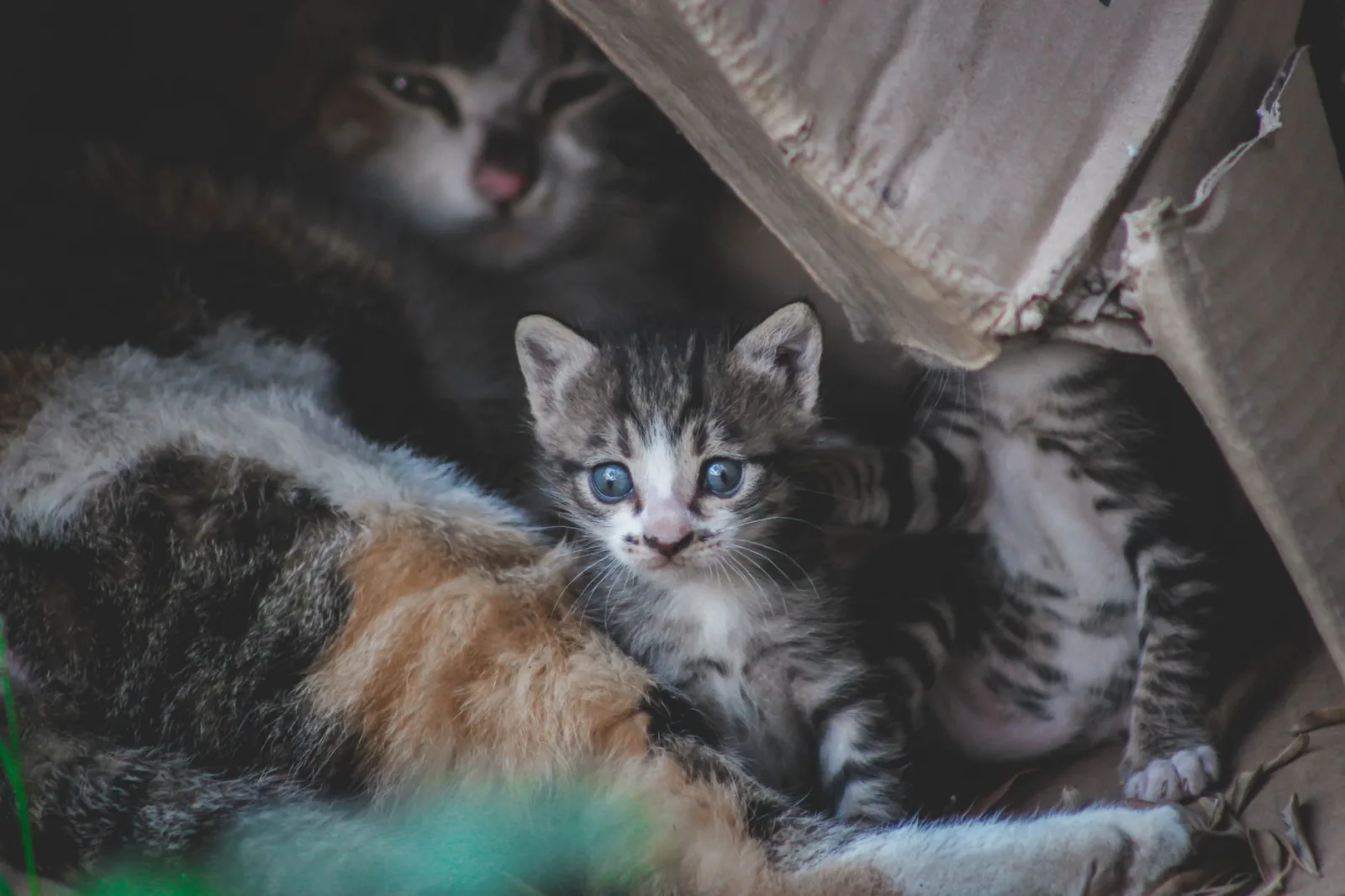 Setting Up the Litter Box for a New Cat