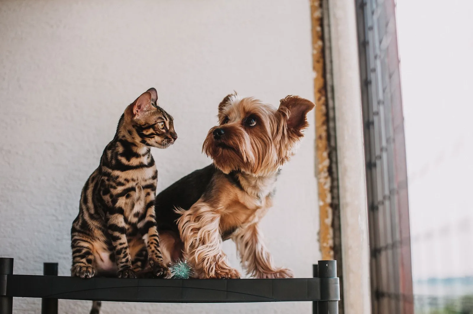 Introducing a New Cat to Your Resident Pets