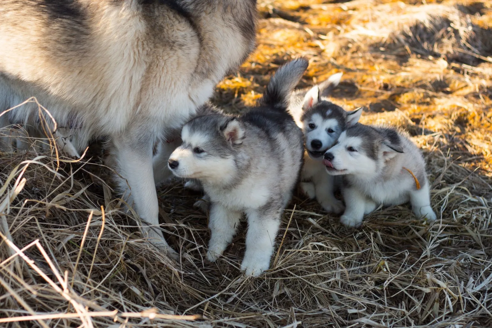 Alaskan Malamute 1