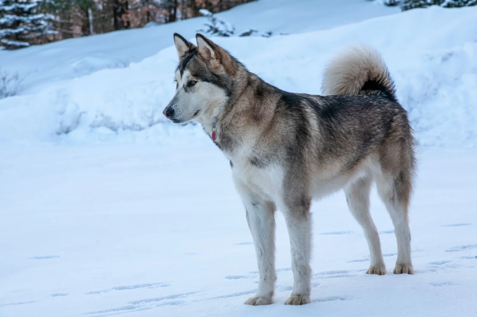 Alaskan Malamute 2