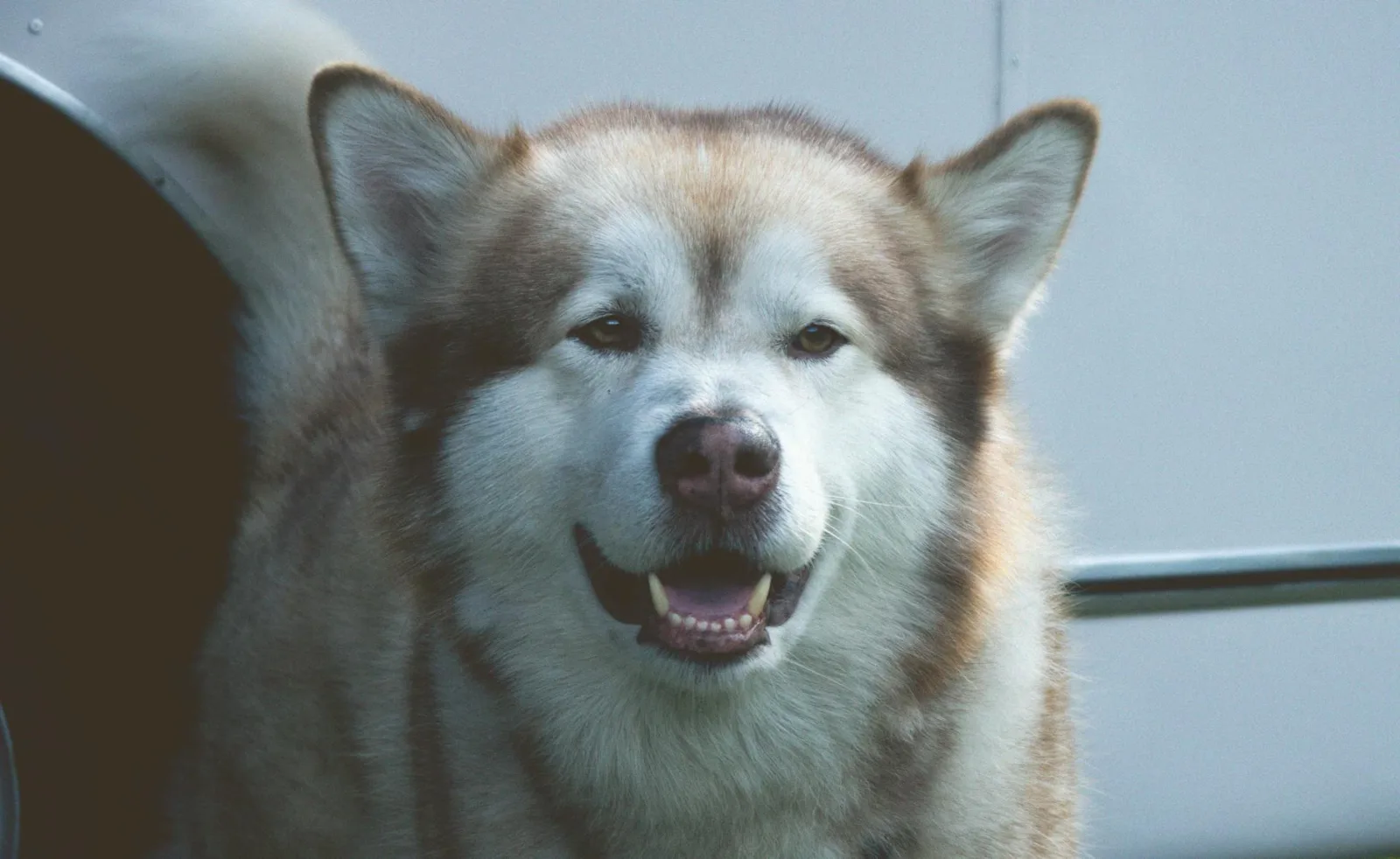 Alaskan Malamute 5