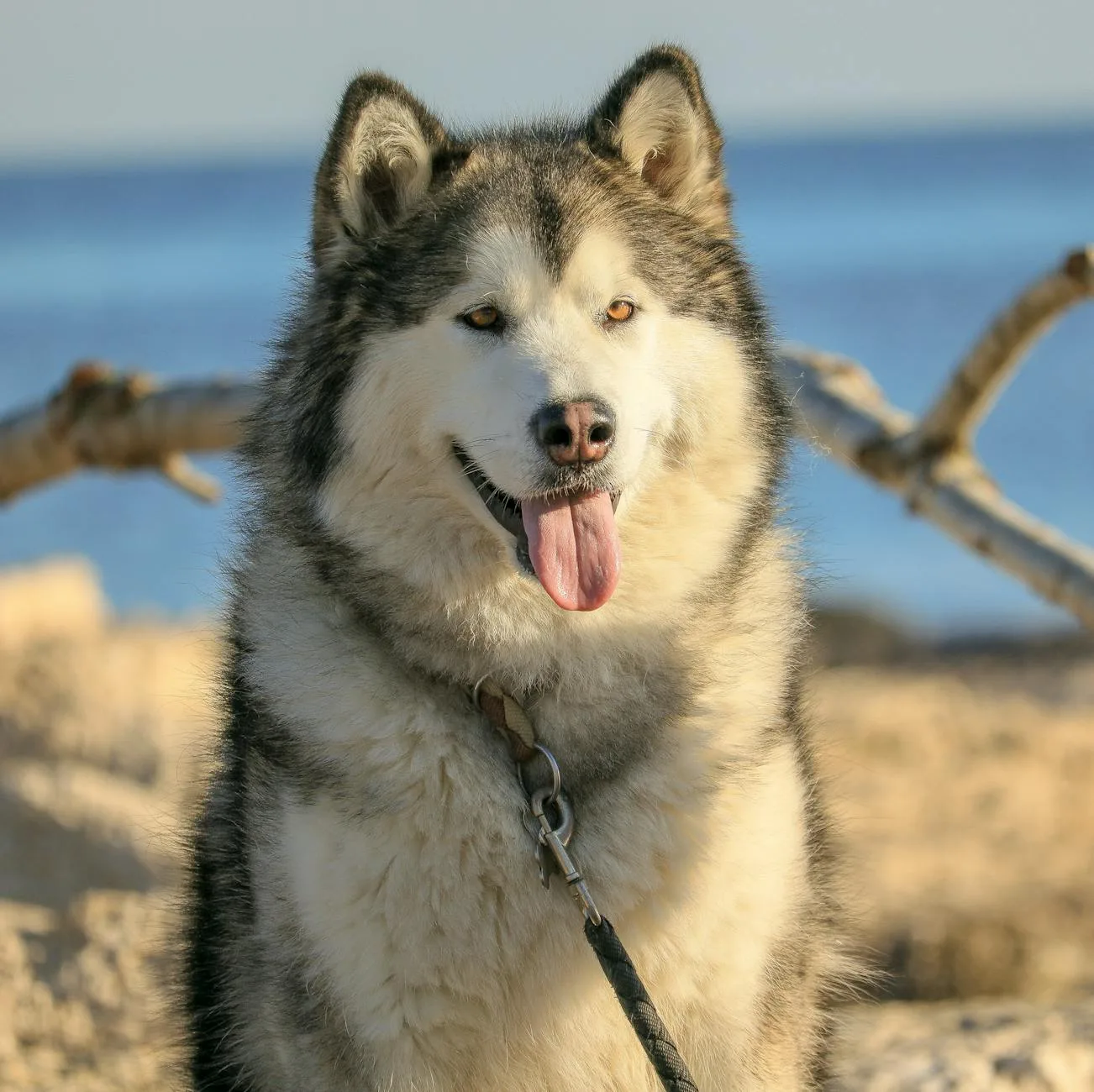 Alaskan Malamute 8