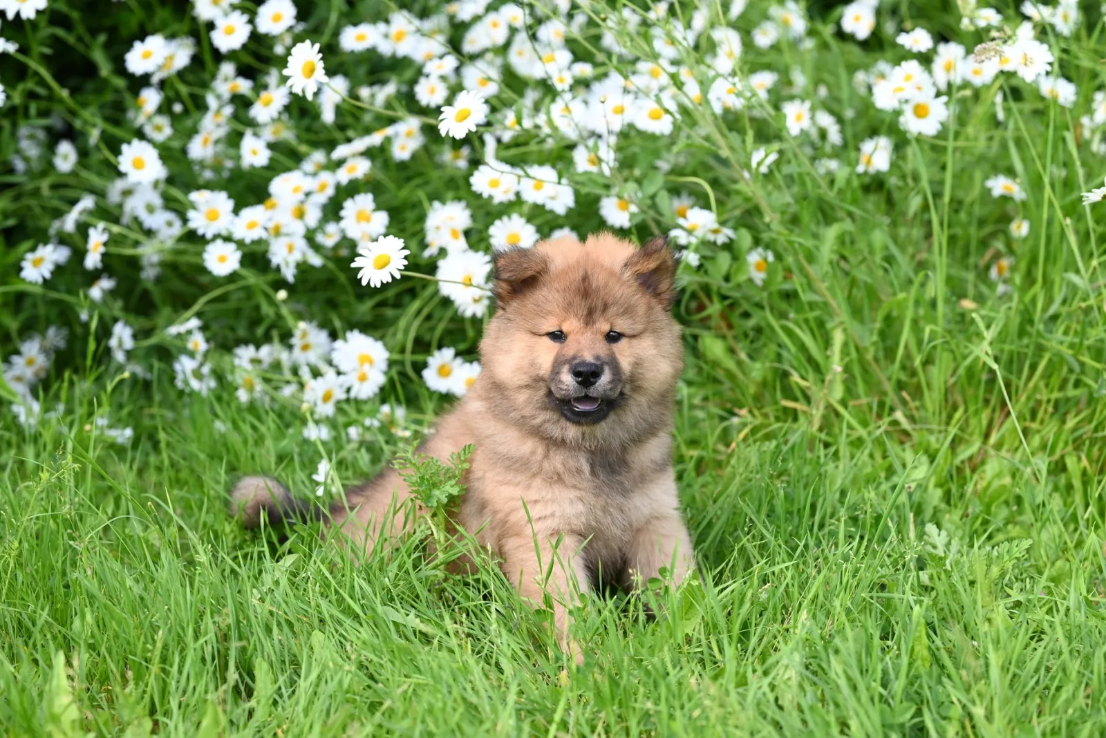 Chow Chow