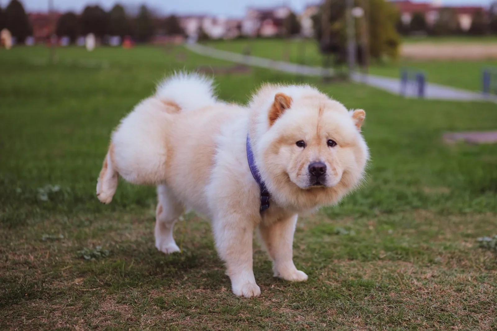 Chow Chow 3